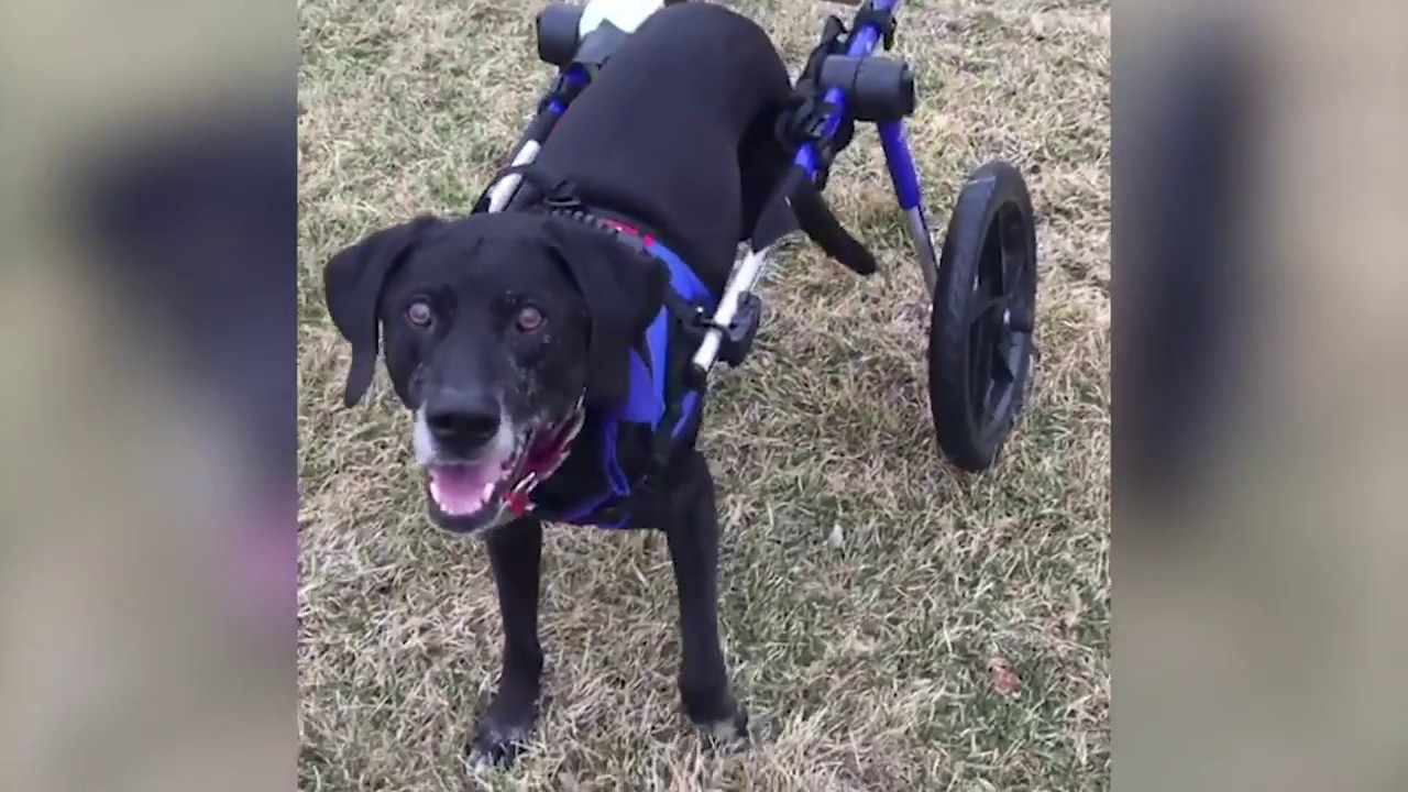 wheelchair sign Dog Can Play Fetch Again!