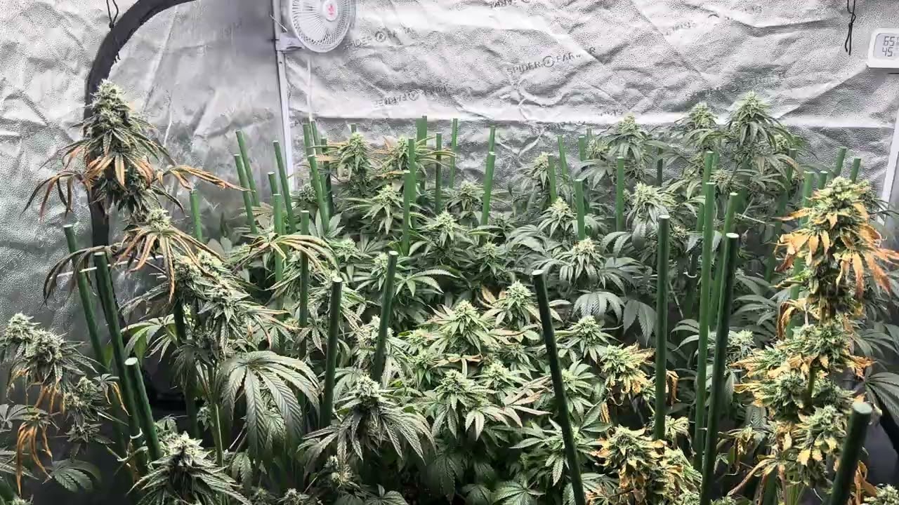 Day 45 flower. Toxicity progression. Flushing all now after that diluted feed. Happy with it 