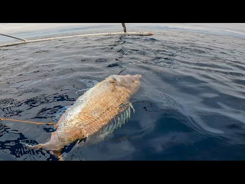 Video: Black Sea salmon. Mga tirahan, pangingisda, pangingisda