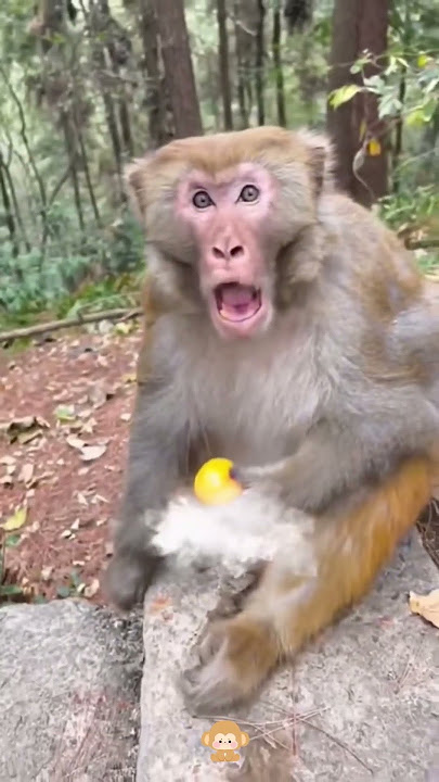 Interesting Monkey 🙉 #foryou #funny #funnyvideos #usa #monkey #fpy #funnymonkey #cute