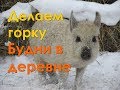 Деревенские будни | Строим горку | Поросята венгерской Мангалицы