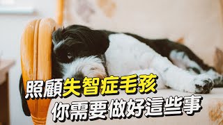 【專家這樣說】照顧失智症毛孩，你需要做好這些事│愛寶寵新知 AIPAWs X 保健知識家