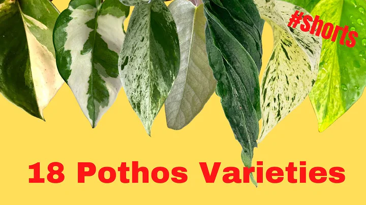 18 Pothos varieties with NAMES | Epipremnum types | #SHORTS MOODY BLOOMS