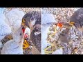 #114🦅🐥23°🐥23°🐥19°🥚Amersfoort🇳🇱Falcon Nest 2026/Joris💗1PF/Onze Lieve Vrouwevoren/by OLV Toren