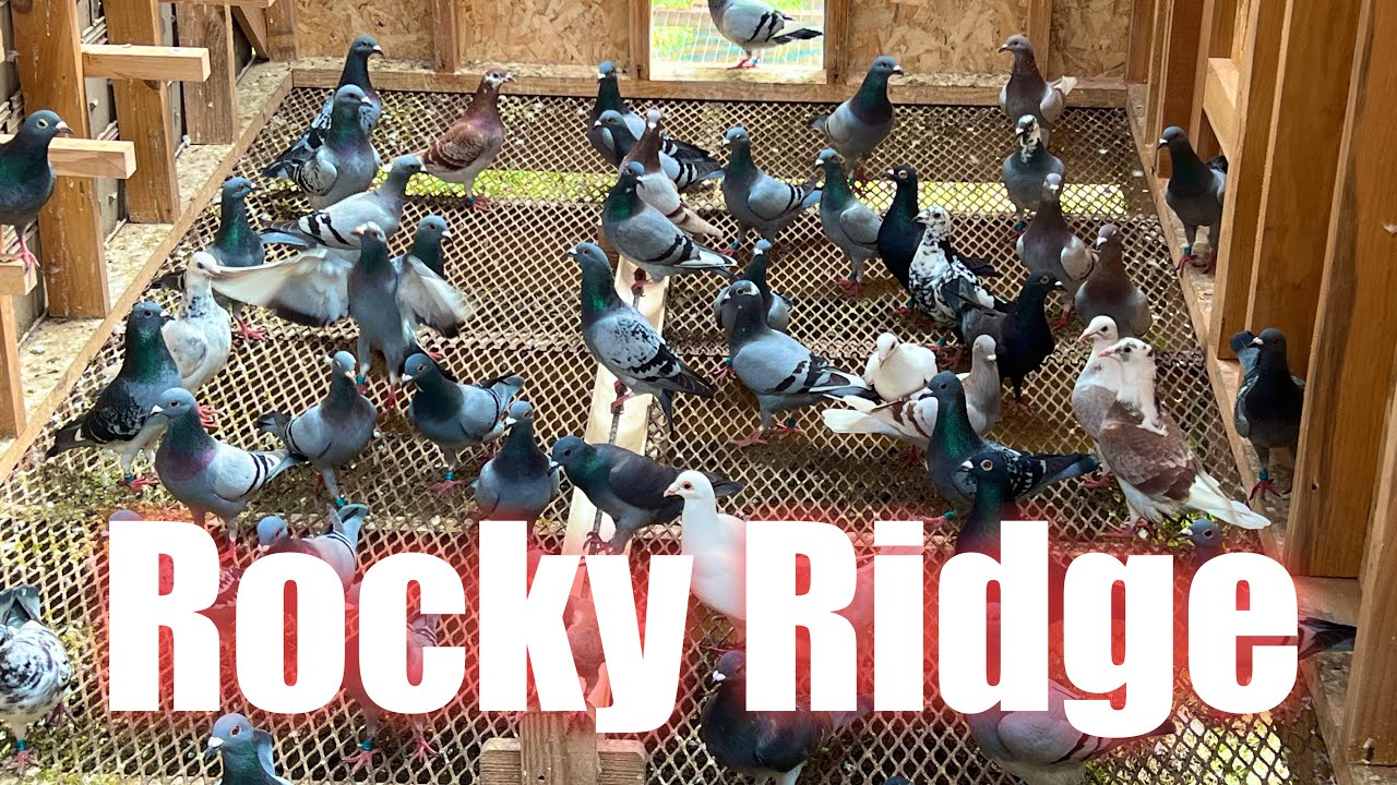 Flying the young racing Pigeons - YouTube