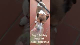 Dog Licking Kale
