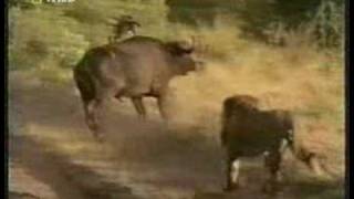 Lions & Hyenas the Two Ultimate Predators of Africa by tigerprides 1,469,780 views 16 years ago 3 minutes, 36 seconds