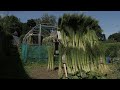 Flax to linen from sowing to sewing