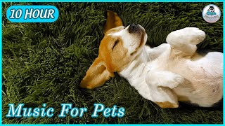 [NO ADS] Soothing Music to Relax Your Dog! Calm Your Dog and Combat Anxiety! | Qinn