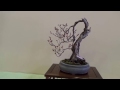 Bonsai show in Japan. MEIHUTEN 銘風展 2017. Part 4.