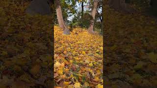 The Colors of Autumn | Stockholm, Sweden