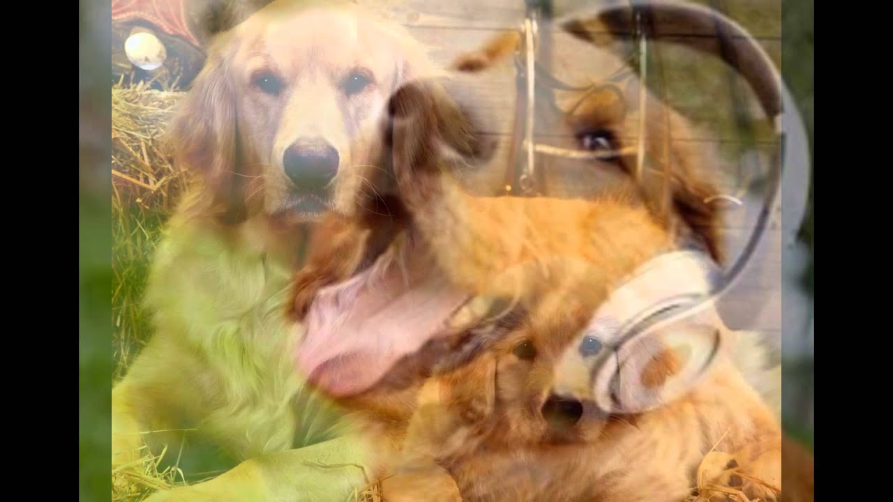 { Golden Retrievers } YouTube