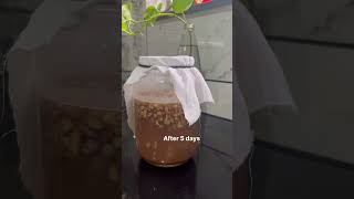 Mango Ginger Bug Soda Making Naturally Fizz & Probiotic.