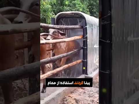 شستشوی جالب گاوها در آمریکا