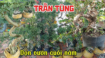 12/12/2025_ Trần Tùng #0336874743 _Giá yêu thương cặp sam núi, Sam hoa thân quái,sam hoa thiên nhiên