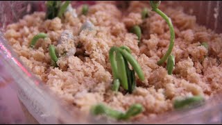 видео: Стоит ли проращивать семена в опилках. Для тех, кто все еще сомневается. картинка: Стоит ли проращивать семена в опилках. Для тех, кто все еще сомневается.