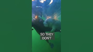 MANATEES are very friendly towards people