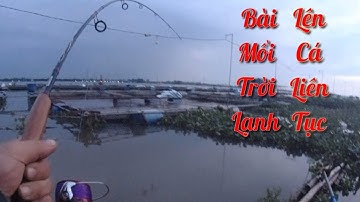 🔥Câu cá tra bè|Bài mồi đơn giản câu đêm lên cá liên tục thấy ham.