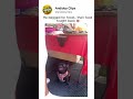 Funny Dog Reaction When Begging for Food Goes Wrong