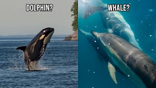 Top 7 Fun Facts About Dolphins