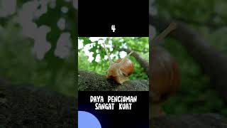fakta unik siput #shorts #top5 #faktaunik #siput