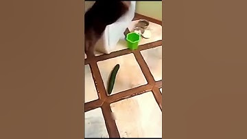 cat scared from cucumber funny #shorts #reels #fbreels #cats #funny #funnycats #animals #funnyvideo