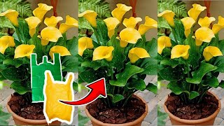 DIY Tutorial membuat bunga Calla Lily dari Plastik Kresek | How to make Calla Lily from Plastic Bag