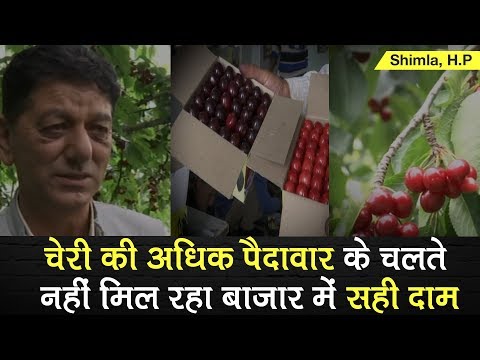 HP: Cherry production in hill state at all time high, farmers complain not getting fair market price