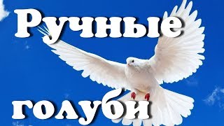 Прикольные Ручные Животные, птицы, голуби! Прикольные Ручные Животные, птицы, голуби!