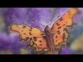Capture de la vidéo "Madam Butterfly" Malcolm Mclaren