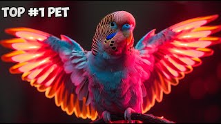 Which Countries Love Budgies the Most? Surprising Results You Won't Believe! by Alen AxP 19,299 views 3 months ago 10 minutes, 20 seconds