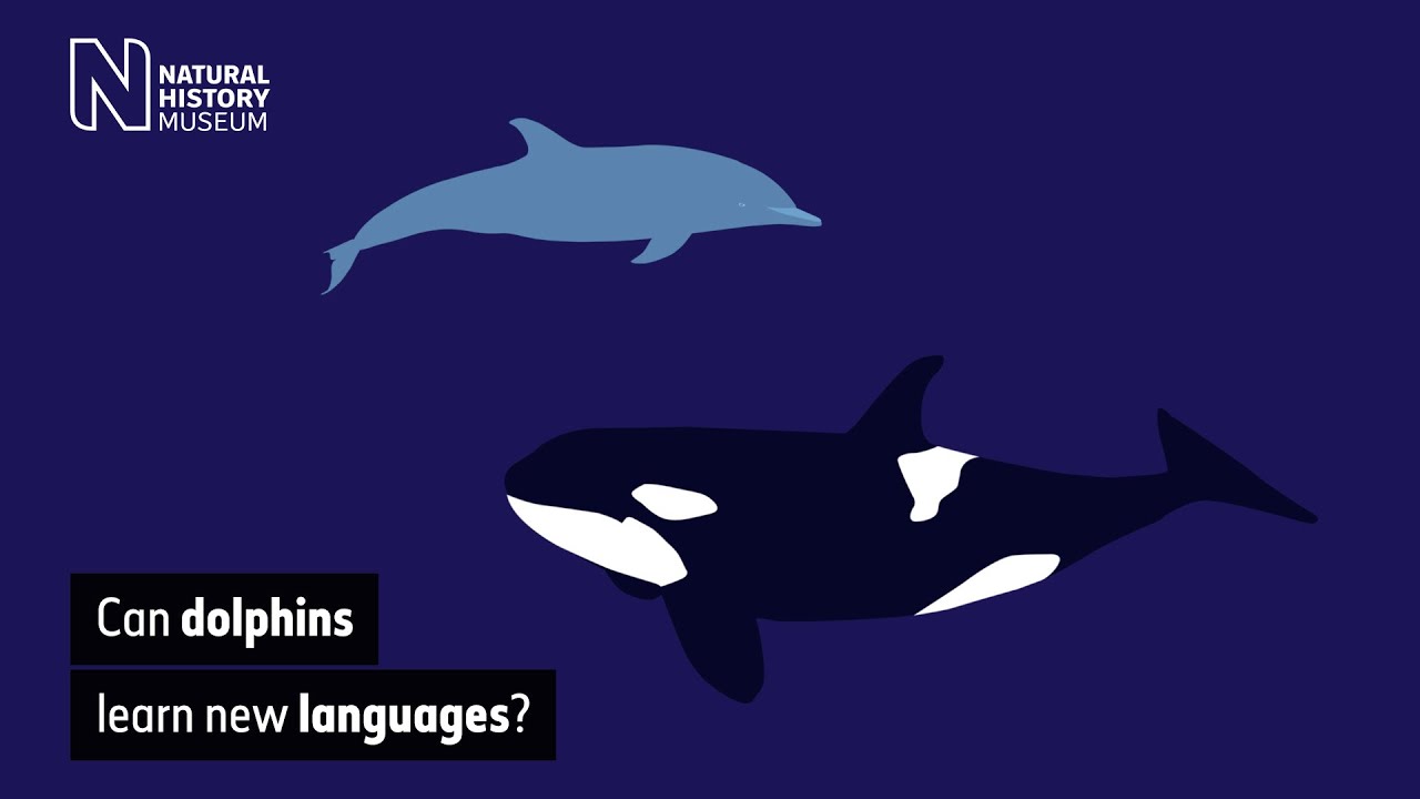 Can dolphins learn new languages? | Natural History Museum - YouTube