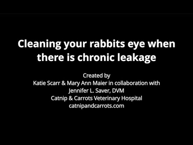 Keeping your rabbits eyes clean class=