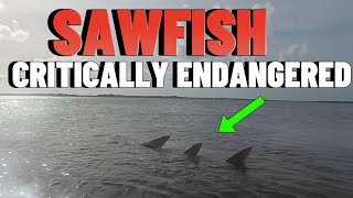 I Found A Critically Endangered Sawfish with Spinning Fish Syndrome Florida Keys March 25th