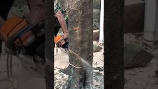 Woodworking project tree feeling skills Techniques #treecutting #woodworking chai #chainsaw