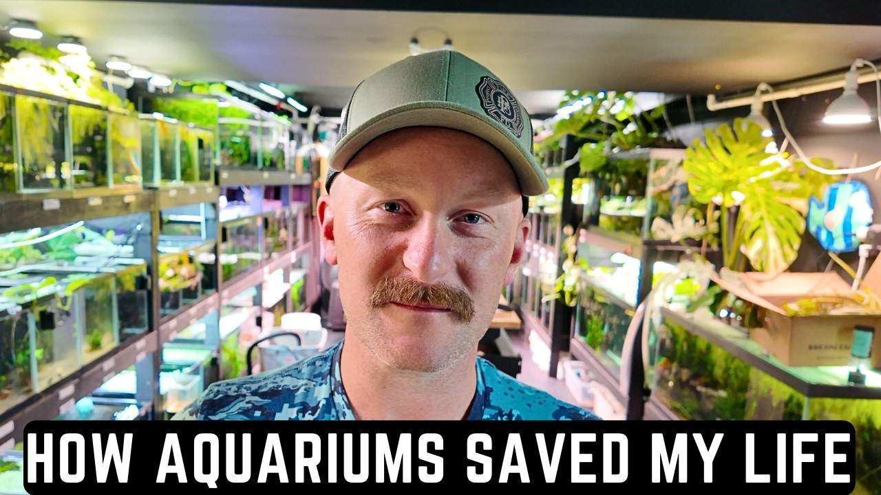 HOW AQUARIUMS SAVED MY LIFE (EMOTIONAL AND GRAPHIC)