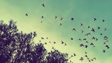 iPhone XR Cinematic Slow Motion HD Camera Test!