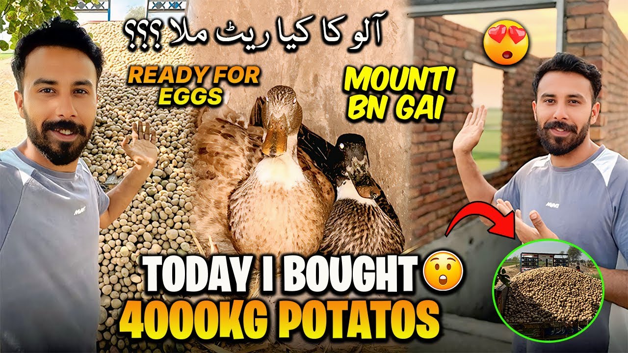 Today I Bought Potatoes🥔 finally Ducks Eggs pe Beth gai😍 گھر کا کام کہاں تک پہنچا 