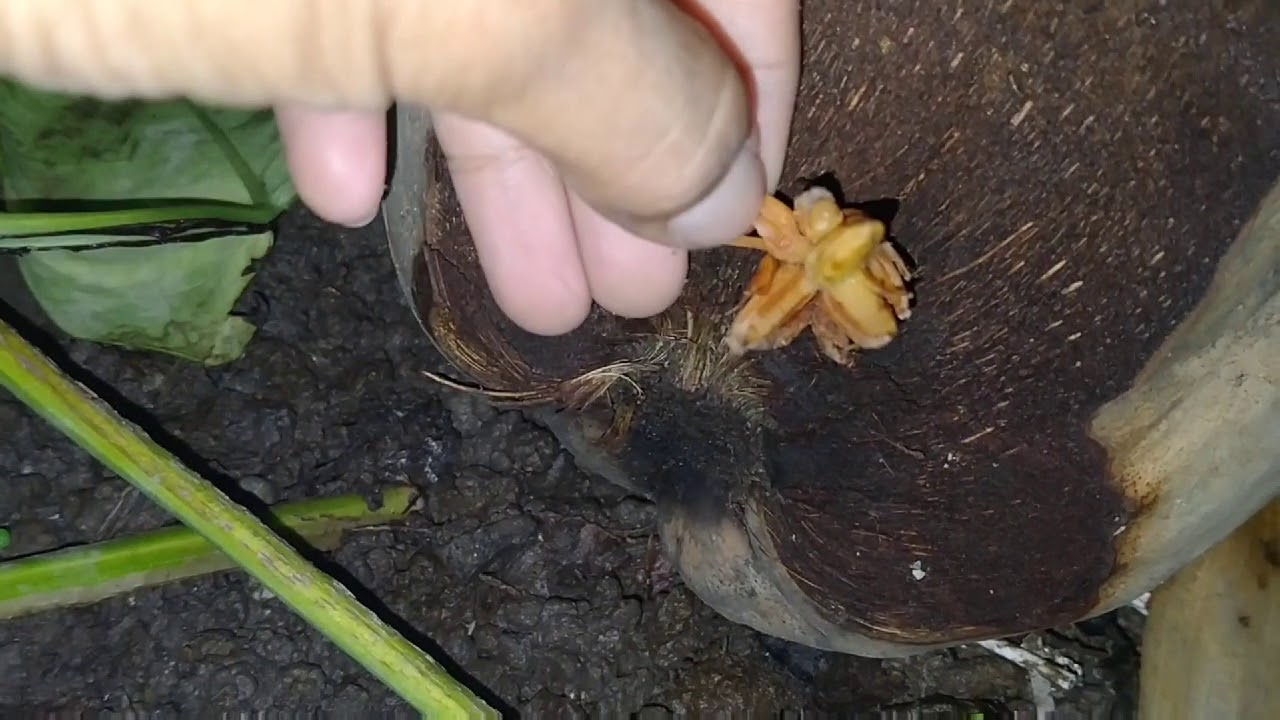 4 tips kecil  kan daun bonsai  kelapa  YouTube