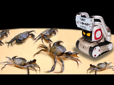 ЧТО ЕСЛИ РОБОТ ANKI COZMO УВИДИТ 100 ОГРОМНЫХ КРАБОВ? ИСКУССТВЕННЫЙ ИНТЕЛЛЕКТ ПОДРАЛСЯ С КРАБОМ!