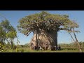 Le baobab de madagascar larbre le plus gros du monde en voie dextinction