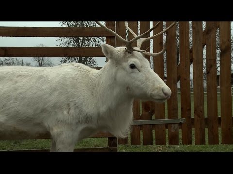 Video: Rentier 101: Fakten über Rentiere Und Wie Der Weihnachtsmann Sich Um Sie Kümmert