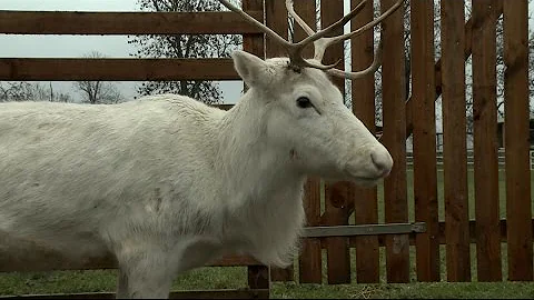 Wie heissen die 7 Rentiere?