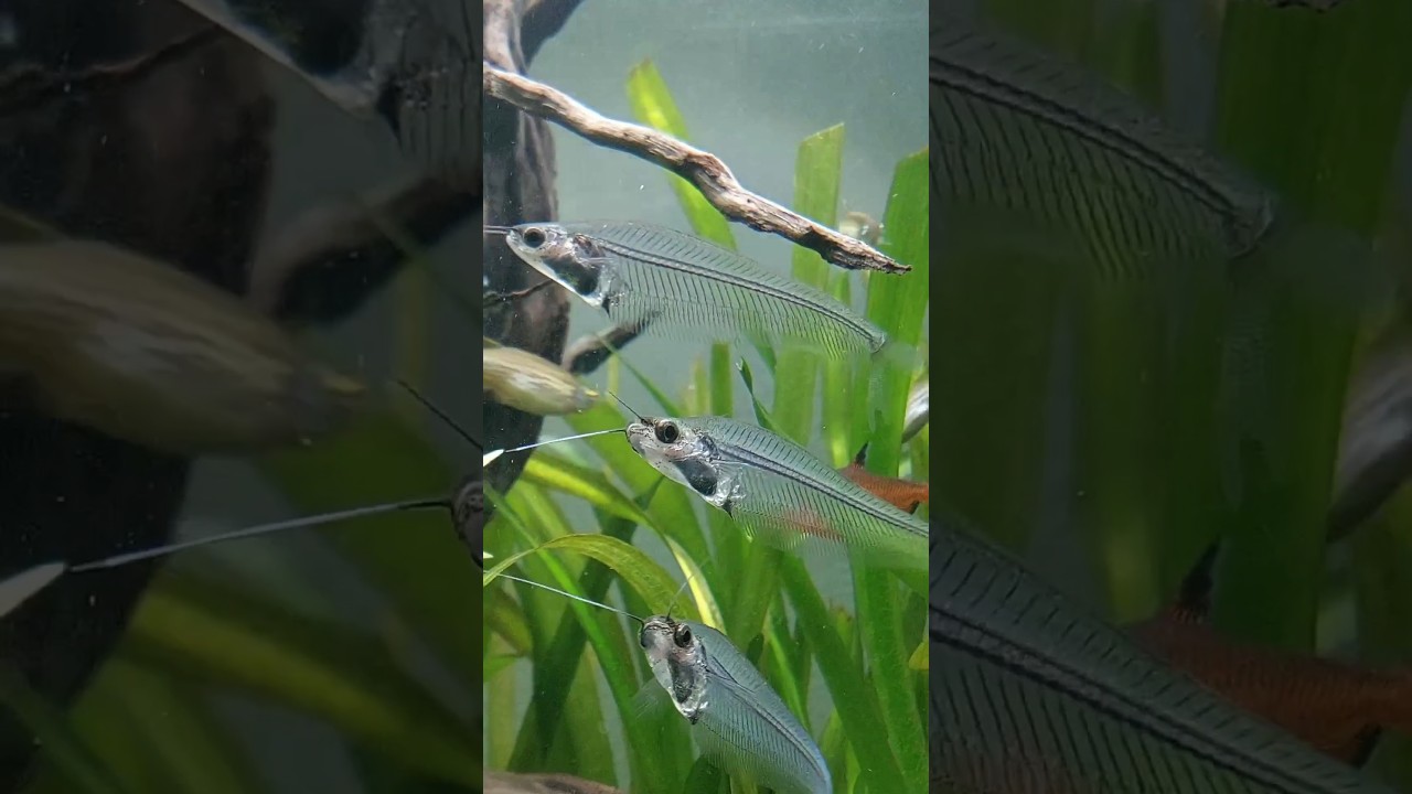 Beautiful glass catfish 🐠 