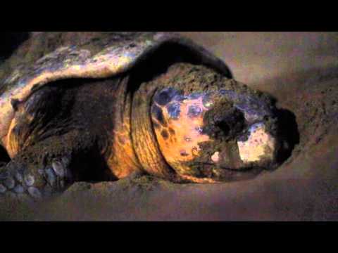 Nesting process of a loggerhead sea turtle