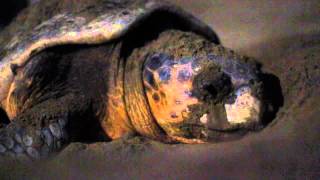 Nesting process of a loggerhead sea turtle