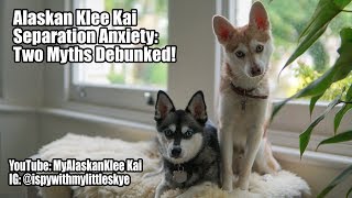 Alaskan Klee Kai: Separation Anxiety myths debunked!