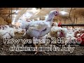 How we keep 240,000 chickens cool in July!