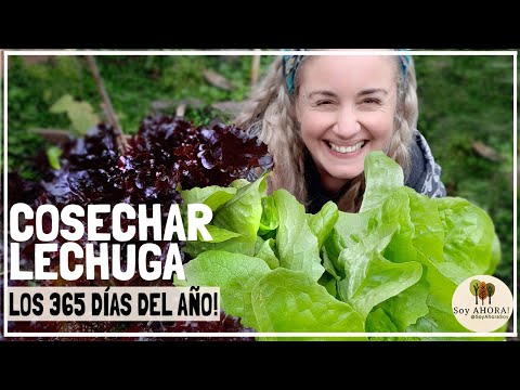 Video: Cultivo de plantas complementarias de lechuga: aprenda sobre las plantas que crecen bien con lechuga