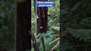 memikat rambatan paruh merah anti zonk#shorts